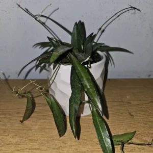 Hoya Wayetii Green in 4