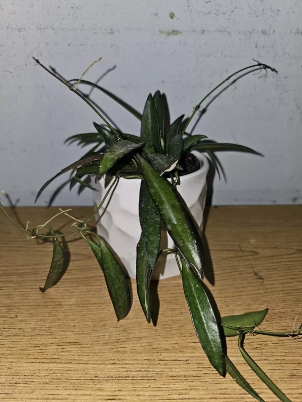 Hoya Wayetii Green in 4" Pot - Wax Flower Burgundy Flowers, Low Sun Plant