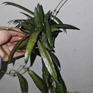 Hoya Wayetii Green in 4