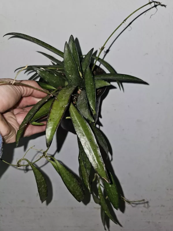 Hoya Wayetii Green in 4" Pot - Wax Flower Burgundy Flowers, Low Sun Plant