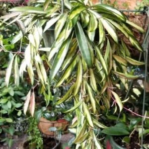 Hoya wayetii Wax Plant - 2