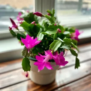 Pink Thanksgiving Cactus Live Plant 4