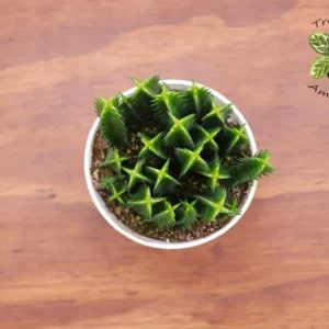 Huernia Cactus Life Saver - 4 inch Potted Succulent Plant