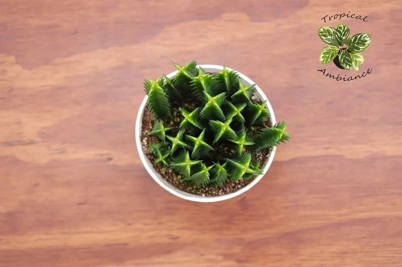 Huernia Cactus Life Saver - 4 inch Potted Succulent Plant