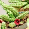 Huernia Zebrina Life Saver Plant 2.5'' Potted Succulent