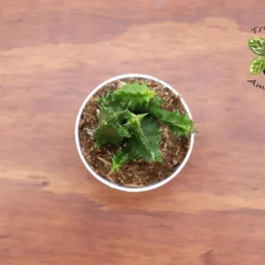 Huernia Zebrina Life Saver Plant 2.5'' Potted Succulent