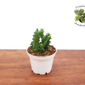 Huernia Zebrina Life Saver Plant 2.5'' Potted Succulent