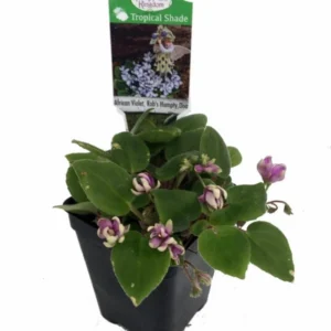Humpty Doo African Violet - Mini 2.5 Inch Pot - White & Blue Flowers Houseplant