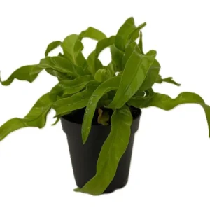 Hurricane Bird’s Nest Fern - Indoor Air-Purifying Plant - 4