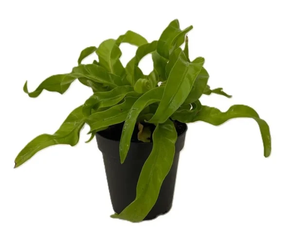 Hurricane Bird’s Nest Fern - Indoor Air-Purifying Plant - 4" Pot