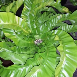Hurricane Bird’s Nest Fern - Indoor Air-Purifying Plant - 4