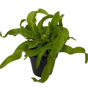 Hurricane Bird’s Nest Fern - Indoor Air-Purifying Plant - 4