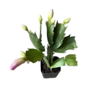 Pink Thanksgiving Cactus Live Plant 2