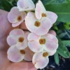 Hybrid Multicolor Crown of Thorns 7" Live Plant - Euphorbia Flowering, Indoor/Outdoor