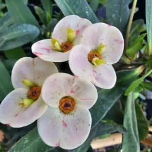 Hybrid Multicolor Crown of Thorns 7