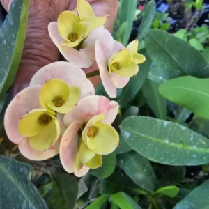 Hybrid Multicolor Crown of Thorns 7