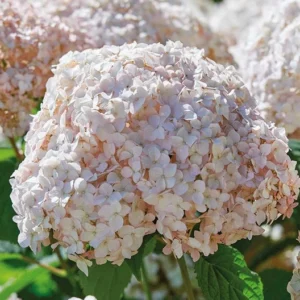 Hydrangea Arborescens - Starter Plant - 8-12 Inch - Dormant Shrub