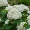 Hydrangea 'Bounty' Starter Plant - 5-7 Inch - Hardy White Blooms