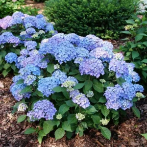Hydrangea Let's Dance Lovable - 5-7 Inch - Reblooming Shrub - Dormant