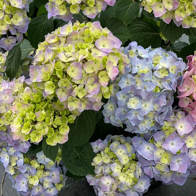 Hydrangea 'Let's Dance Sky View' - Starter Plant - 3x4 Inch Pot