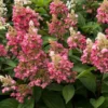 Hydrangea Paniculata 'Candlelight' Starter Plant - 6-8 Inch - Dormant