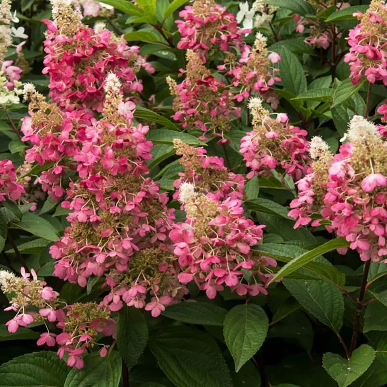 Hydrangea Paniculata 'Candlelight' Starter Plant - 6-8 Inch - Dormant