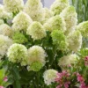 Hydrangea Paniculata Skyfall - Starter Plant - 7-9 Inch - Hardy Shrub