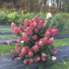 Hydrangea QUICK FIRE FAB Starter Plant - 8-12 Inch - Dormant Shrub