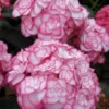Hydrangea Starter Plant - 'Miss Saori' - 6-10 Inch - Dormant