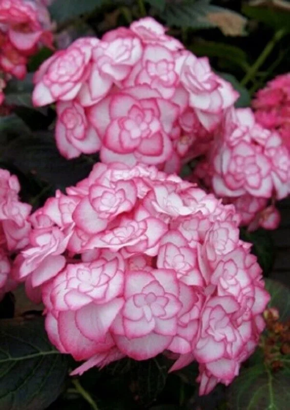Hydrangea Starter Plant - 'Miss Saori' - 6-10 Inch - Dormant