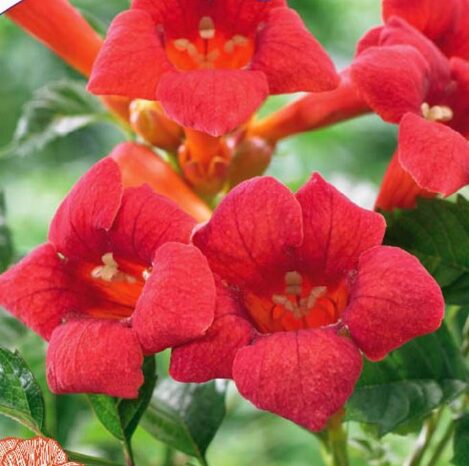 Campsis Radicans Flamenco - Trumpet Creeper Vine - Starter Plant