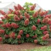 Oakleaf Hydrangea 'Ruby Slippers' - Compact Shrub 4-6 Inch Starter Plant