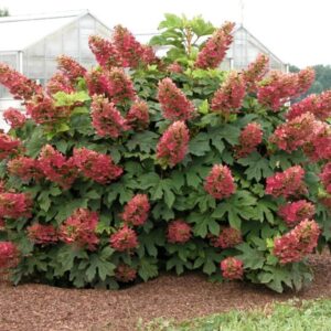 Oakleaf Hydrangea 'Ruby Slippers' - Compact Shrub 4-6 Inch Starter Plant