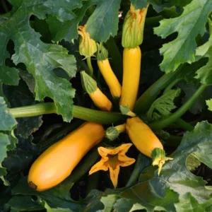 2 Yellow Zucchini Live Plants in 4