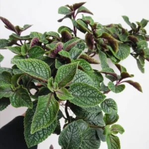 Set 2 Purple Swedish Ivy Plants Live for Planting 3-6