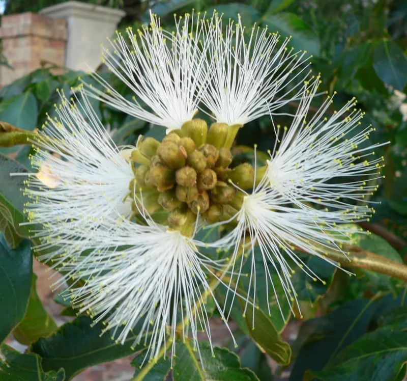 Ice Cream Bean Tree Vanilla Ice Cream Plant - Inga Bean Tree - 14-16 Inch Tall Plant