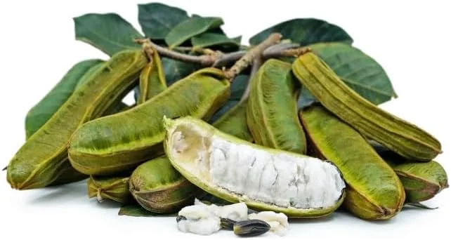 Ice Cream Bean Tree Vanilla Ice Cream Plant - Inga Bean Tree - 14-16 Inch Tall Plant