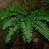 3 Christmas Fern (Polystichum Acrostichoides) Bare Root - Evergreen & Shade-Loving