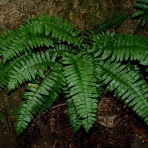 3 Christmas Fern (Polystichum Acrostichoides) Bare Root - Evergreen & Shade-Loving