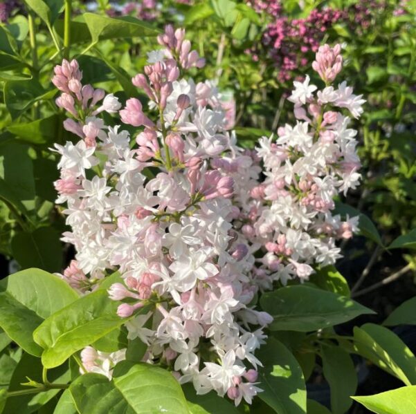 Syringa 'Krasavitsa Moskvy' Lilac - Starter Plant - 4-6 Inch - Fragrant - Dormant - Image 2
