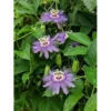 Incarnata Passion Flower Plant - Passion Fruit Plant 4 to 6 Inch Tall Bare Root Vine