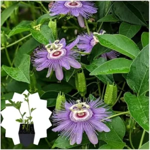 Incarnata Passion Flower Plant - Passion Fruit Plant 4 to 6 Inch Tall Bare Root Vine