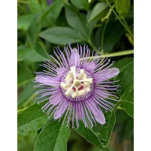 Incarnata Passion Flower Plant - Passion Fruit Plant 4 to 6 Inch Tall Bare Root Vine