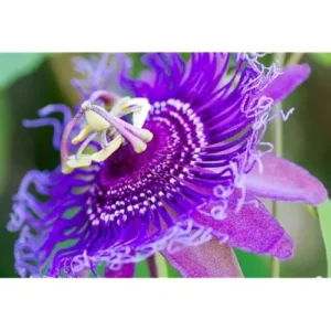 Incarnata Passion Flower Plant - Passion Fruit Plant 4 to 6 Inch Tall Bare Root Vine