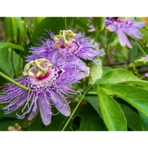 Incarnata Passion Flower Plant - Passion Fruit Plant 4 to 6 Inch Tall Bare Root Vine