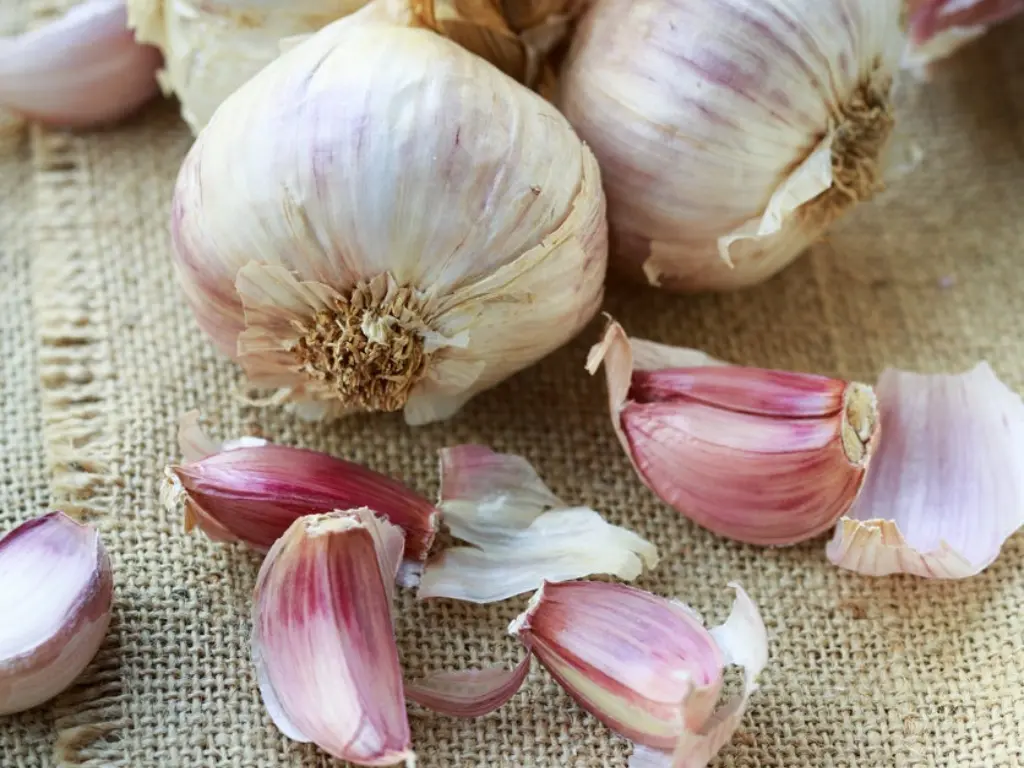 Inchelium Red Garlic