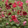 Indian Spring Hollyhock - Alcea Rosea - 5-8 Feet - Mixed Colors - Starter Plant