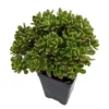 Irish Blessing Tree Aeonium tortuosum Succulent in 2.5" Pot – Indoor Fairy Garden Plant