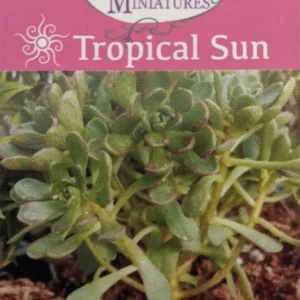 Irish Blessing Tree Aeonium tortuosum Succulent in 2.5