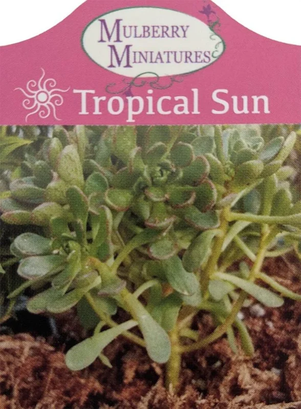 Irish Blessing Tree Aeonium tortuosum Succulent in 2.5" Pot – Indoor Fairy Garden Plant